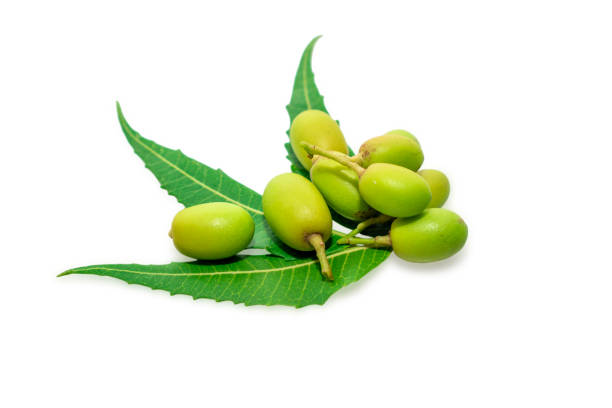 Neem Oil