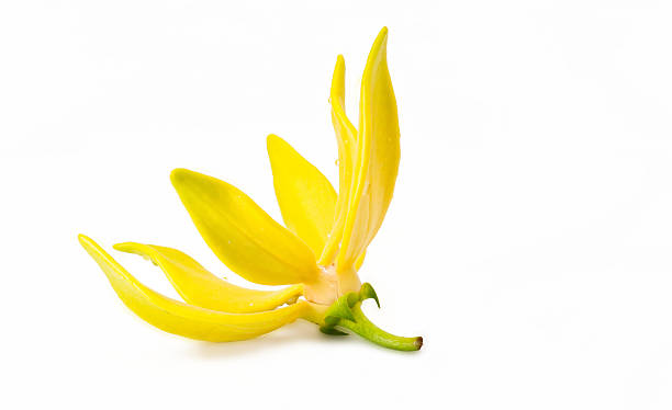 Ylang Ylang Oil