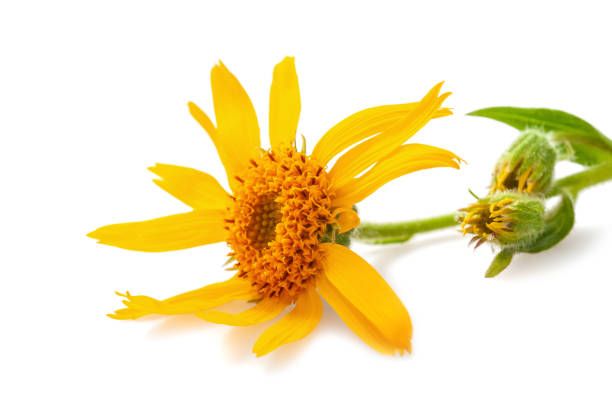 Arnica Oil