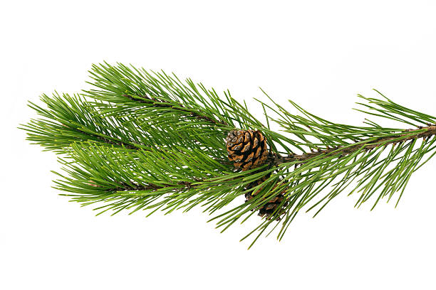 Pine Oil