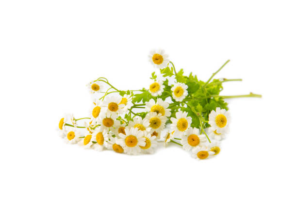 Chamomile Oil