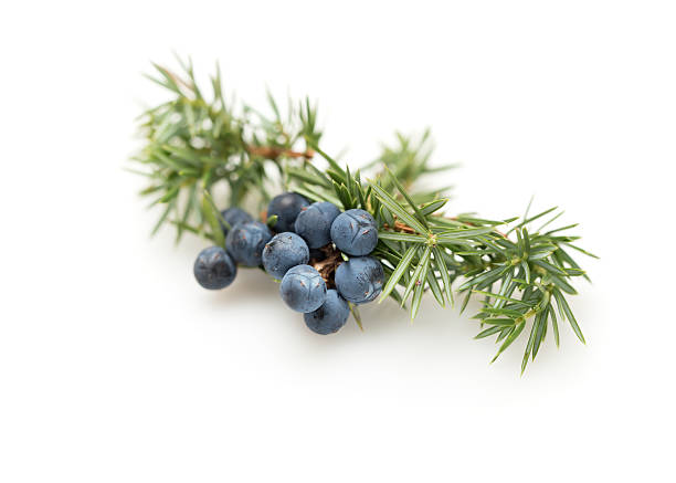 Juniper Berry Oil