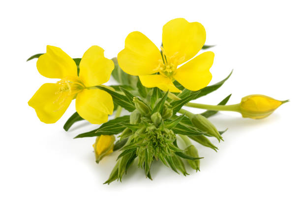 Evening Primrose Oil