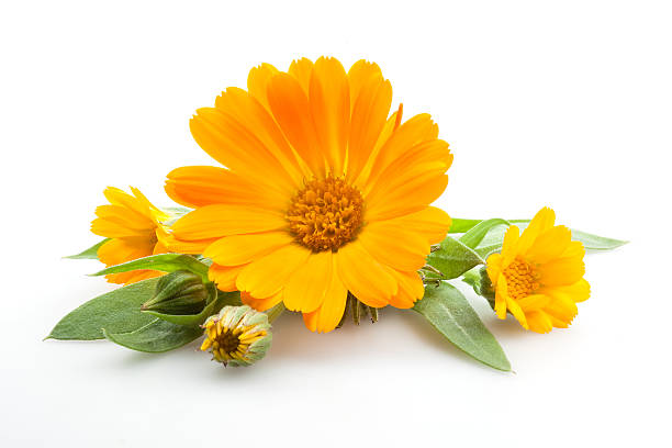 Calendula Oil