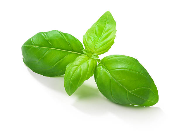 Basil Oil