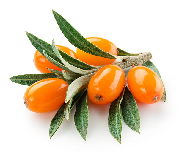 Sea buckthorn Oil