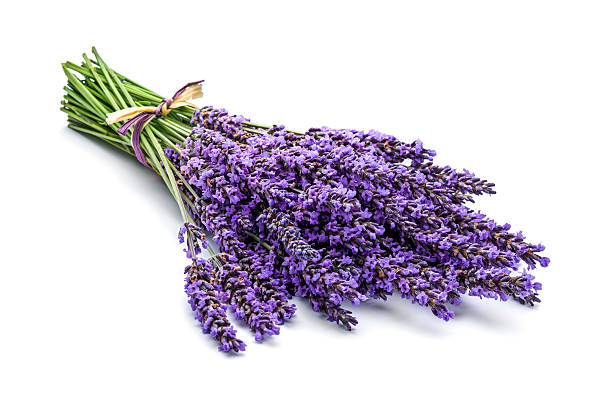 Lavender Oil