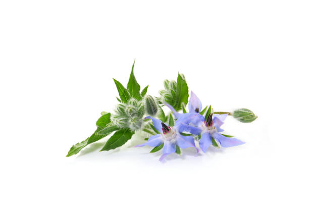 Borage Oil